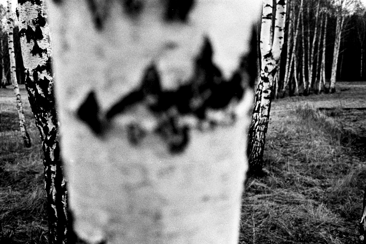 Birkenau, polish Brzezinka, was named after the many birch trees in the area