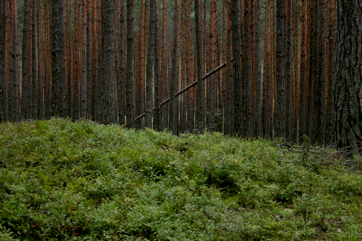 Mindestens 1.500 Juden – vor allem Frauen, Kinder und alte Menschen – wurden am 13. Juli 1942 im Wald von Józefów in Polen erschossen. Die Täter gehörten dem Reserve-Polizei-Bataillon 101 aus Hamburg an. Männer aus diesem Bataillon waren an der Ermordung von mindestens 38.000 Juden direkt beteiligt. Zudem deportierten sie mehrere zehntausend Menschen in Vernichtungslager