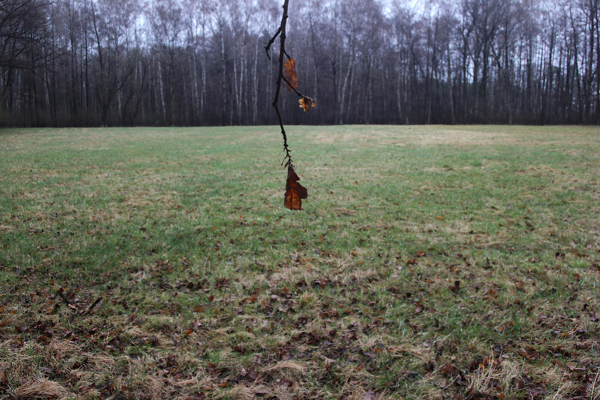 Die Asche der etwa 1,1 Millionen in Auschwitz-Birkenau ermordeten und verbrannten Menschen wurde in diesem Wald verstreut, in den nahen Fluss geschüttet und auch als Dünger auf umliegende Felder verteilt