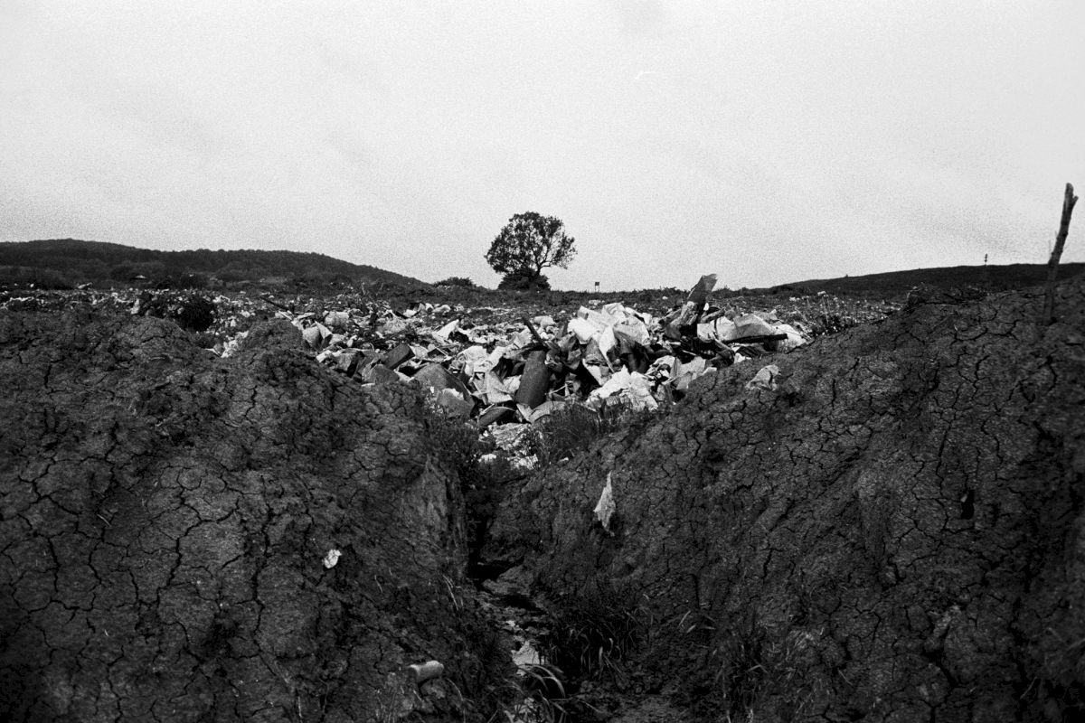 The garbage dump of Mykhalcha, a village south of Chernivtsi. Underneath the tree lay the Jews of Mykhalcha, who were shot there in July 1941.