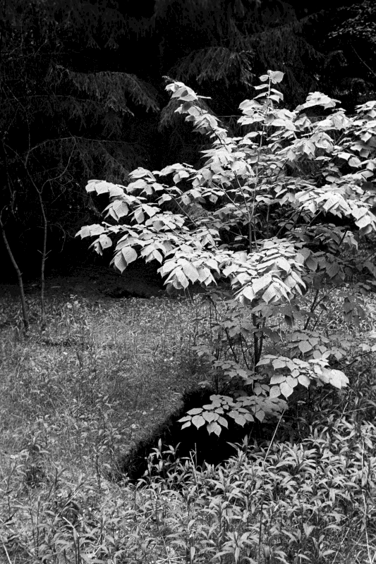 Unidentified basements on the ground of the Uckermark-camp.