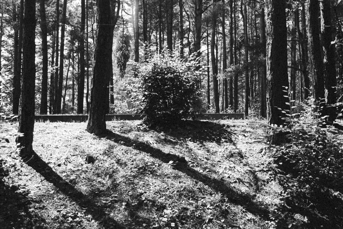 About 27,500 jews were murdered in the forest of Rumbula/Latvia. The executions took place on only three days: November 30, and December 8 and 9, 1941. The victims were Latvian Jews from the Riga ghetto and 1,053 German Jews who had been deported from Berlin to Riga in late November 1941.